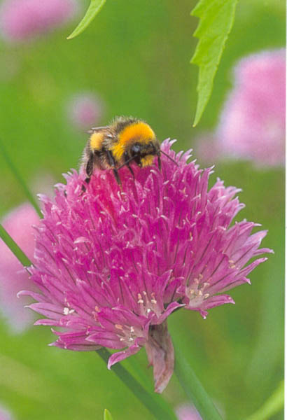 bee on chive flower
