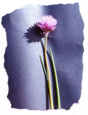 chive flower