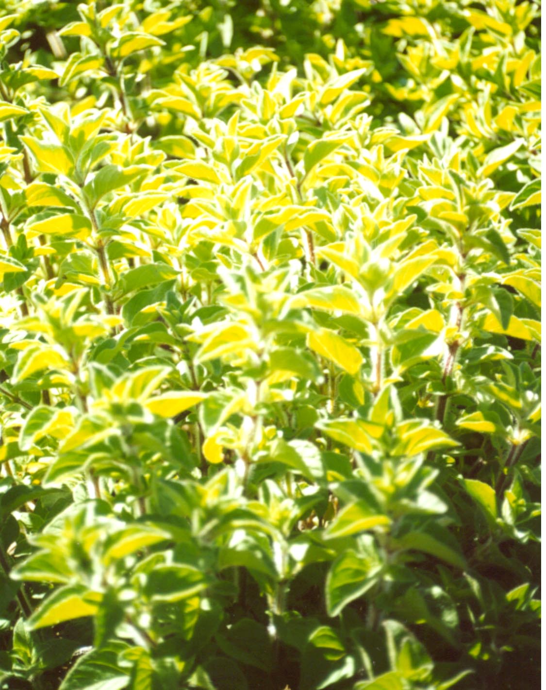 herbs in sunlight